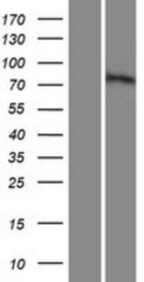 Western Blot: MUM1L1 Overexpression Lysate (Adult Normal) [NBP2-05370] Left-Empty vector transfected control cell lysate (HEK293 cell lysate); Right -Over-expression Lysate for MUM1L1.