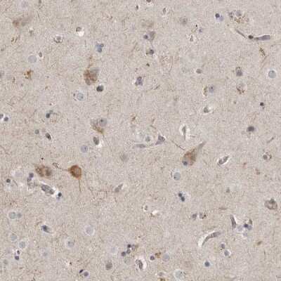 Immunohistochemistry-Paraffin: MUPP1 Antibody [NBP1-87840] - Staining of human cerebral cortex shows cytoplasmic positivity in neuronal cells.