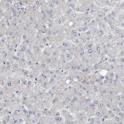 Immunohistochemistry-Paraffin: MURC Antibody [NBP1-86607] - Staining of human liver shows low expression as expected.