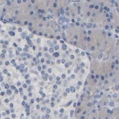 Immunohistochemistry-Paraffin: MURC Antibody [NBP1-86607] - Staining of human pancreas.