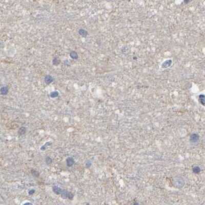 Immunohistochemistry-Paraffin: MURC Antibody [NBP1-86607] - Staining of human cerebral cortex.