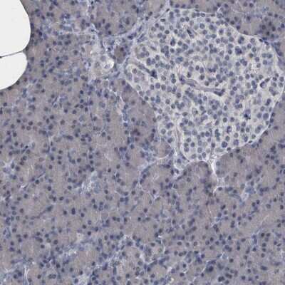 Immunohistochemistry-Paraffin: MURC Antibody [NBP1-86608] - Staining of human pancreas shows low expression as expected.