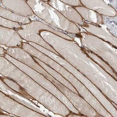 Immunohistochemistry-Paraffin: MURC Antibody [NBP1-86608] - Staining of human skeletal muscle shows high expression.