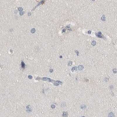 Immunohistochemistry-Paraffin: MURC Antibody [NBP1-86608] - Staining of human cerebral cortex.