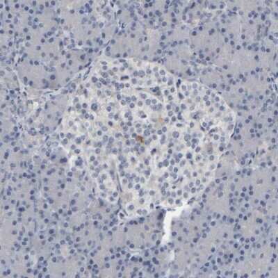 Immunohistochemistry-Paraffin: MURC Antibody [NBP1-86609] - Staining of human pancreas shows low expression as expected.