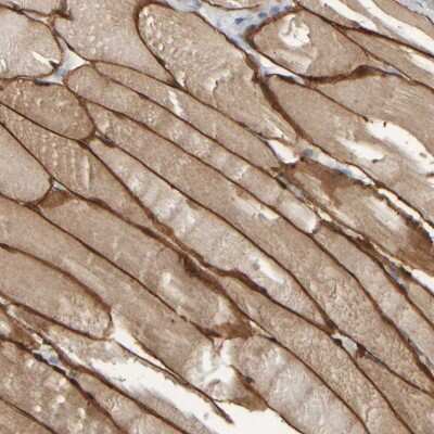 Immunohistochemistry-Paraffin: MURC Antibody [NBP1-86609] - Staining of human skeletal muscle shows high expression.