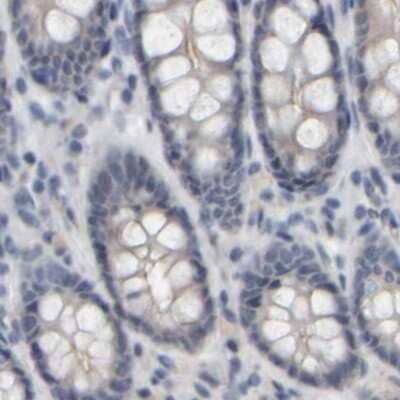 Immunohistochemistry-Paraffin: MURC Antibody [NBP1-86609] - Staining of human colon.