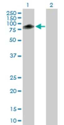 Western Blot: MURF2 Antibody [H00084675-B01P] - Analysis of TRIM55 expression in transfected 293T cell line by TRIM55 polyclonal antibody.  Lane 1: TRIM55 transfected lysate(49.72 KDa). Lane 2: Non-transfected lysate.