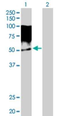 Western Blot: MURF2 Antibody [H00084675-D01P] - Analysis of TRIM55 expression in transfected 293T cell line by TRIM55 polyclonal antibody.Lane 1: TRIM55 transfected lysate(50.80 KDa).Lane 2: Non-transfected lysate.