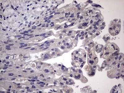 Immunohistochemistry: MURF3 Antibody (7F8) [NBP2-46224] - Analysis of Human pancreas tissue.