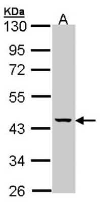 Western Blot: MVK Antibody [NBP1-32868] - Sample (30 ug of whole cell lysate) A: Hep G2 10% SDS PAGE; antibody diluted at 1:1000.