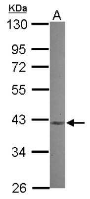 Western Blot: MVK Antibody [NBP2-19447] - Sample (30 ug of whole cell lysate) A: 293T 10% SDS PAGE gel, diluted at 1:500.