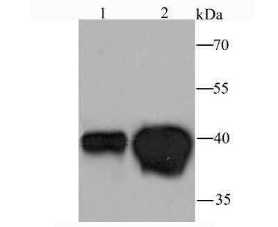 Western Blot: MVP Antibody (JM53-18) [NBP2-75471] - Analysis of DDAH1 on human kidney (1) and human liver (2) tissue lysate using anti-DDAH1 antibody at 1/1,000 dilution.
