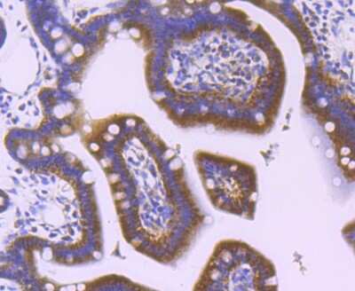 Immunohistochemistry-Paraffin: MVP Antibody (JM74-73) [NBP2-75579] - Analysis of paraffin-embedded mouse colon tissue using anti-MVP antibody. Counter stained with hematoxylin.