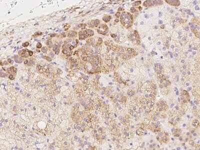 Immunohistochemistry-Paraffin: MXRA7 Antibody [NBP3-06326] - Immunochemical staining of human MXRA7 in human adrenal gland with rabbit polyclonal antibody at 1:2000 dilution, formalin-fixed paraffin embedded sections.