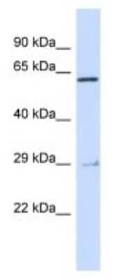 Western Blot: MYB Antibody [NBP3-10483] - Western blot analysis of MYB in Human 293T Whole Cell. Antibody dilution at 1ug/ml