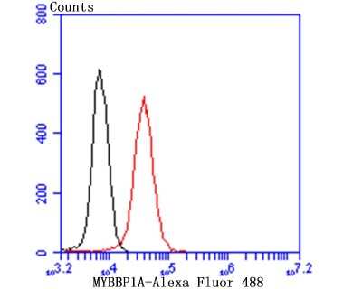 Flow Cytometry: MYBBP1A Antibody (JB40-09) [NBP2-75580] - Analysis of 293T cells with MYBBP1A antibody at 1/50 dilution (red) compared with an unlabelled control (cells without incubation with primary antibody; black). Alexa Fluor 488-conjugated goat anti-rabbit IgG was used as the secondary antibody.