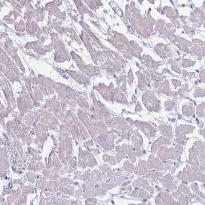 Immunohistochemistry-Paraffin MYBPC2 Antibody - BSA Free