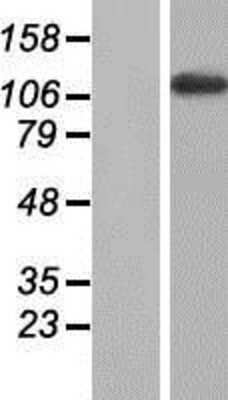 Western Blot MYBPC2 Overexpression Lysate