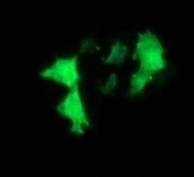 Immunocytochemistry/Immunofluorescence: MYBPH Antibody (OTI3G1) - Azide and BSA Free [NBP2-72839] - Analysis of COS7 cells transiently transfected by pCMV6-ENTRY MYBPH.