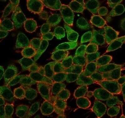 Immunocytochemistry/ Immunofluorescence MYCL1/L-Myc Antibody (PCRP-MYCL-2D5)