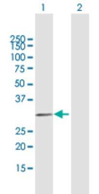 Western Blot: MYF6 Antibody [H00004618-B02P] - Analysis of MYF6 expression in transfected 293T cell line by MYF6 polyclonal antibody.  Lane 1: MYF6 transfected lysate(27.00 KDa). Lane 2: Non-transfected lysate.