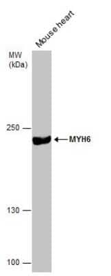 Western Blot: MYH6 Antibody (GT5612) [NBP3-13524] - Mouse tissue extract (50 ug) was separated by 5% SDS-PAGE, and the membrane was blotted with MYH6 antibody [GT5612] (NBP3-13524) diluted at 1:500.