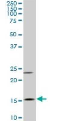 Western Blot: MYL6 Antibody (1D6) [H00004637-M03] - Analysis of MYL6 expression in Raw 264.7 (Cat # L024V1).