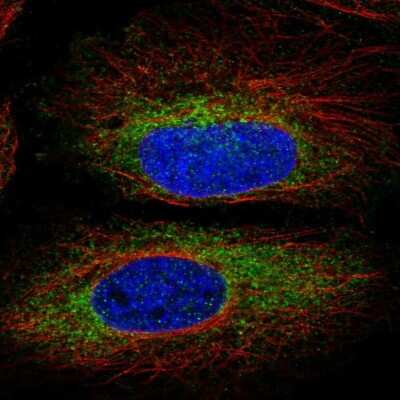 Immunocytochemistry/ Immunofluorescence MYO19 Antibody - BSA Free