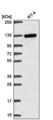 Western Blot MYO19 Antibody - BSA Free