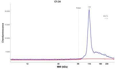 Simple Western: MYO1G Antibody [NBP1-93704] - Electropherogram image of the corresponding Simple Western lane view. MYO1G antibody was used at 1:25 dilution on MOLT-4 lysate(s) respectively.