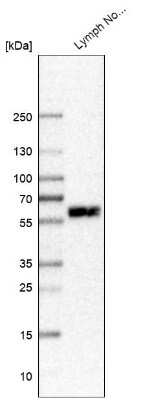 <b>Orthogonal Strategies Validation. </b>Western Blot: MYO1G Antibody [NBP1-93704] - Analysis in human lymph node tissue.