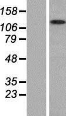 Western Blot: MYO1G Overexpression Lysate (Adult Normal) [NBP2-05927] Left-Empty vector transfected control cell lysate (HEK293 cell lysate); Right -Over-expression Lysate for MYO1G.