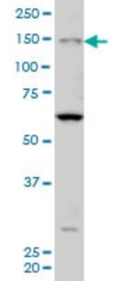 Western Blot: MYO3A Antibody (8H2) [H00053904-M08] - Analysis of MYO3A expression in Hela S3 NE (Cat # L013V3).