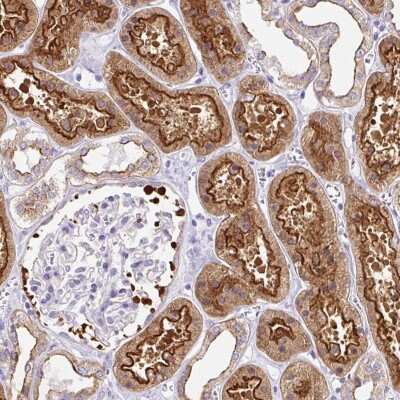 Immunohistochemistry-Paraffin: MYO6 Antibody [NBP2-38254] - Staining of human kidney shows high expression.