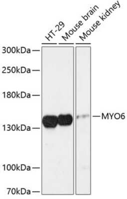 Western Blot MYO6 Antibody - Azide and BSA Free