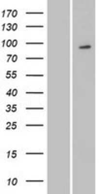 Western Blot: MYSM1 Overexpression Lysate (Adult Normal) [NBP2-08440] Left-Empty vector transfected control cell lysate (HEK293 cell lysate); Right -Over-expression Lysate for MYSM1.