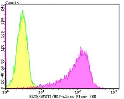 Flow Cytometry: MYST1 Antibody (JG36-05) [NBP2-76844] - Flow cytometric analysis of K562 cells with KAT8 antibody at 1/100 dilution (yellow) compared with an unlabelled control (cells without incubation with primary antibody; purple).Alexa Fluor 488-conjugated goat anti-rabbit IgG was used as the secondary antibody.