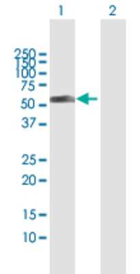 Western Blot: MYST1 Antibody [H00084148-B02P] - Analysis of MYST1 expression in transfected 293T cell line by MYST1 polyclonal antibody.  Lane 1: MYST1 transfected lysate(53.1 KDa). Lane 2: Non-transfected lysate.