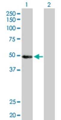 Western Blot: MYST1 Antibody [H00084148-D01P] - Analysis of MYST1 expression in transfected 293T cell line by MYST1 polyclonal antibody.Lane 1: MYST1 transfected lysate(53.10 KDa).Lane 2: Non-transfected lysate.