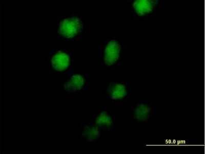 Immunocytochemistry/Immunofluorescence: MZF1 Antibody [H00007593-B01P] - Analysis of purified antibody to ZNF42 on HeLa cell. (antibody concentration 10 ug/ml)