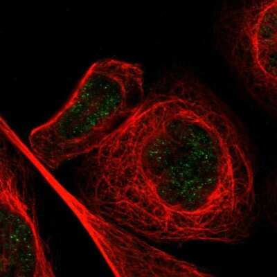 Immunocytochemistry/Immunofluorescence: MZF1 Antibody [NBP1-82605] - Staining of human cell line A-431 shows localization to nucleus. Antibody staining is shown in green.