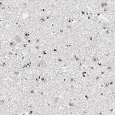 Immunohistochemistry-Paraffin: MZF1 Antibody [NBP1-82605] - Staining of human cerebral cortex shows strong nuclear positivity in glial cells.