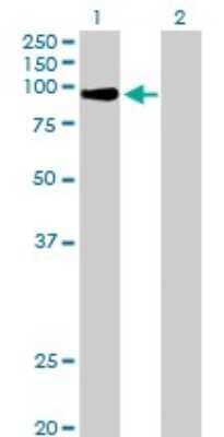 Western Blot: MZF1 Antibody [H00007593-B01P] - Analysis of MZF1 expression in transfected 293T cell line by MZF1 polyclonal antibody.  Lane 1: ZNF42 transfected lysate(80.74 KDa). Lane 2: Non-transfected lysate.