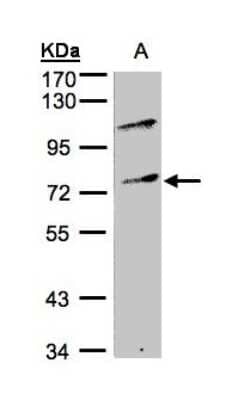 Western Blot: MZF1 Antibody [NBP1-32484] - Sample(30 ug whole cell lysate)A:Raji 10% SDS PAGE diluted at 1:500.