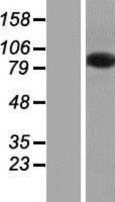 Western Blot: MZF1 Overexpression Lysate (Adult Normal) [NBP2-04742] Left-Empty vector transfected control cell lysate (HEK293 cell lysate); Right -Over-expression Lysate for MZF1.