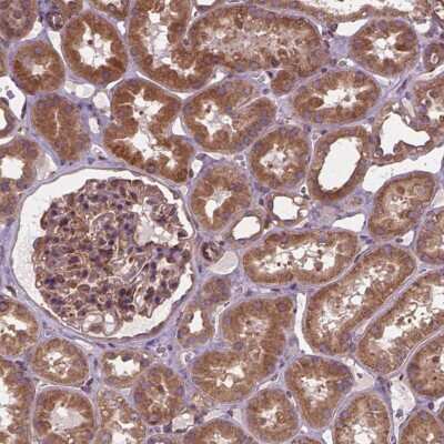 Immunohistochemistry-Paraffin: MZT1 Antibody [NBP2-49489] - Staining of human kidney shows moderate cytoplasmic positivity in cells in tubules and in glomeruli.