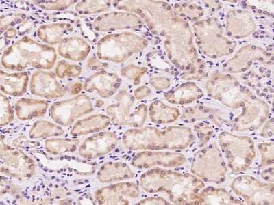 Immunohistochemistry-Paraffin: MZT1 Antibody [NBP2-98528] - Immunochemical staining of human MZT1 in human kidney with rabbit polyclonal antibody at 1:100 dilution, formalin-fixed paraffin embedded sections.
