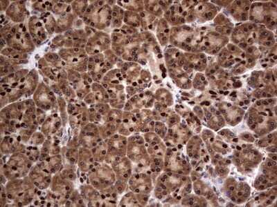 Immunohistochemistry: Macro H2A.2 Antibody (1C2) [NBP2-45930] - Analysis of Human pancreas tissue. (Heat-induced epitope retrieval by 1 mM EDTA in 10mM Tris, pH8.5, 120C for 3min)