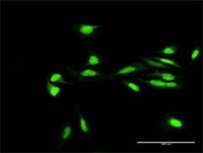 Immunocytochemistry/Immunofluorescence: Macro H2A.2 Antibody [H00055506-D01P] - Analysis of antibody to H2AFY2 on HeLa cell. Antibody concentration 30 ug/ml.